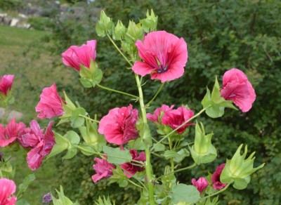 Malope trifida 'Vulcan' - medium image 2