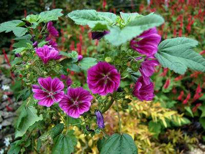 Malva mauritiana 'Bibor Fehlo' - medium image 2