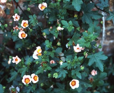 Malvastrum lateritium - medium image 2