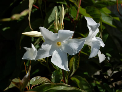 Mandevilla laxa - medium image 2