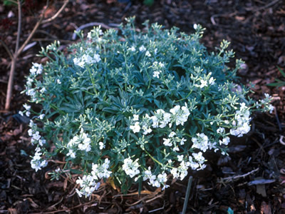 Matthiola perennis 'Alba' - medium image 2
