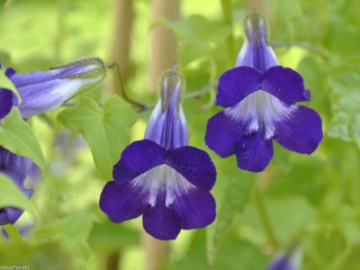 Maurandya barclayana - medium image 2