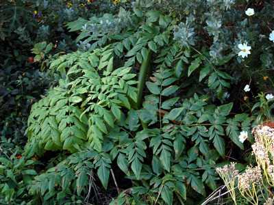 Melanoselinum decipiens - medium image 2