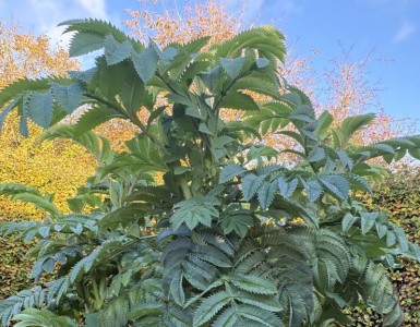 Melianthus major - medium image 2
