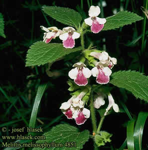 Melittis melissophyllum - medium image 2