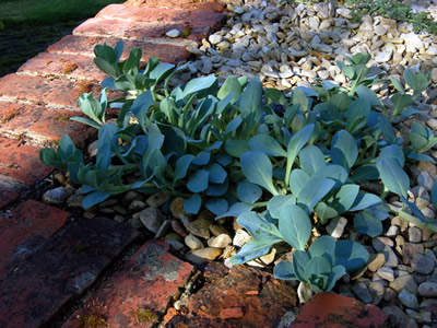 Mertensia maritima - medium image 2