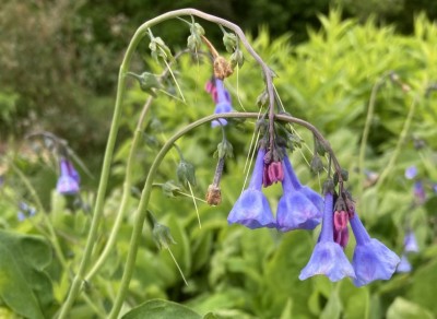 Mertensia virginica AGM - medium image 2