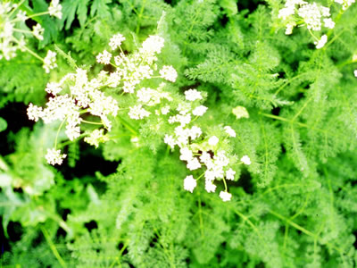 Meum athamanticum - medium image 2