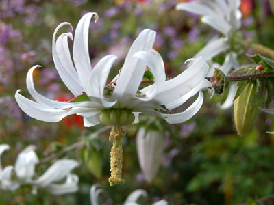 Michauxia campanuloides - medium image 2