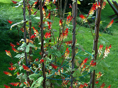 Mina lobata - medium image 2