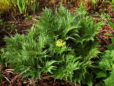 Molopospermum peloponnesiacum - medium image 2