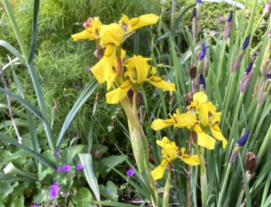 Moraea huttonii - medium image 2