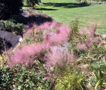 Muhlenbergia capillaris - medium image 2