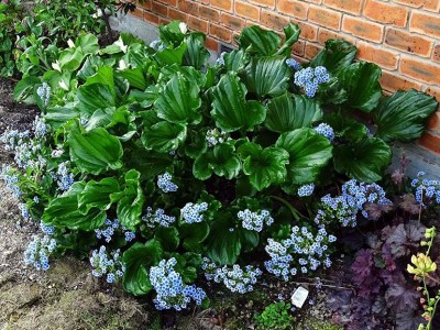 Myosotidium hortensia - medium image 2