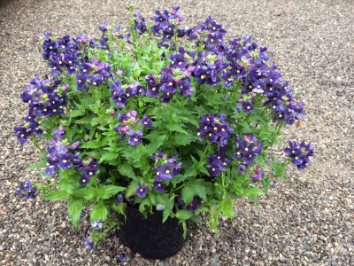 Nemesia 'Belcombe Blue' - medium image 2