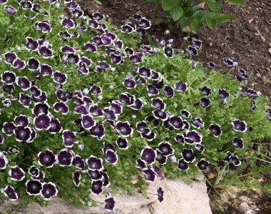 Nemophila 'Penny Black' - medium image 2