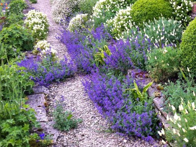 Nepeta faassenii AGM - medium image 2