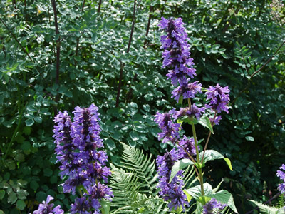 Nepeta kubanica - medium image 2