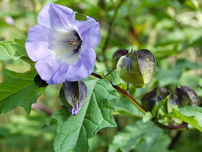 Nicandra physalodes 'Violacea' - medium image 2