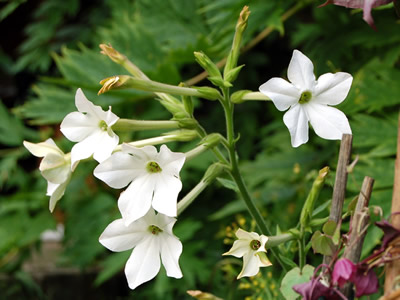 Nicotiana alata - medium image 2