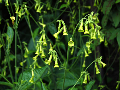 Nicotiana langsdorffii - medium image 2