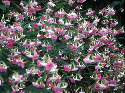 Nicotiana mutabilis - medium image 2
