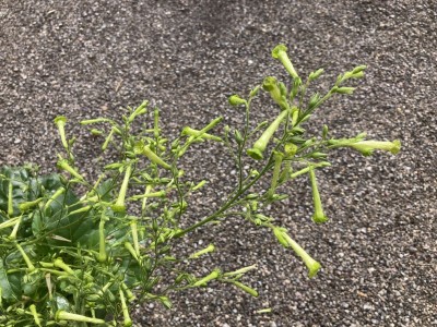 Nicotiana paniculata - medium image 2