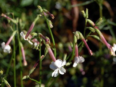 Nicotiana suaveolens - medium image 2