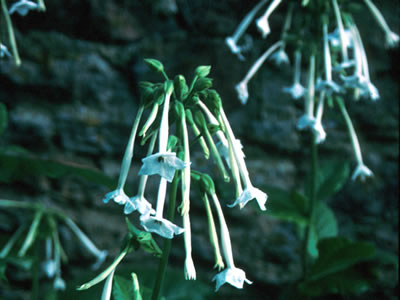 Nicotiana sylvestris - medium image 2