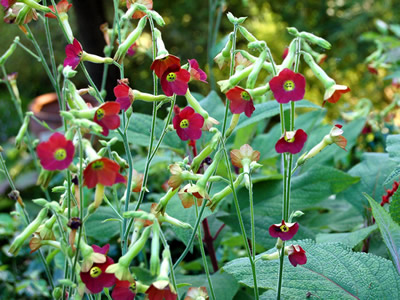 Nicotiana 'Tinkerbell' - medium image 2