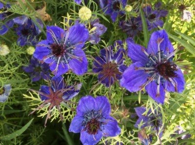 Nigella papillosa 'Midnight' - medium image 2