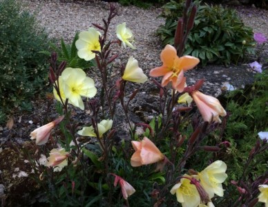 Oenothera odorata - medium image 2