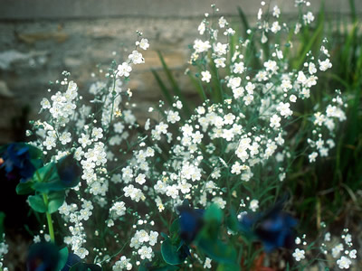 Omphalodes linifolia - medium image 2