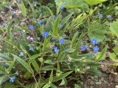 Omphalodes nitida - medium image 2