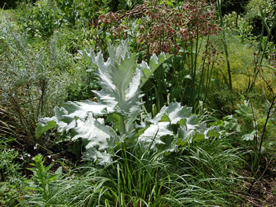 Onopordum nervosum - medium image 2
