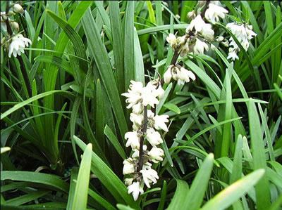 Ophiopogon planiscapus - medium image 2