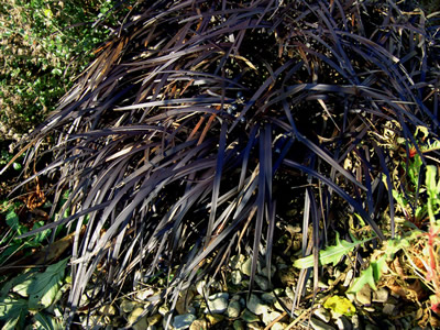 Ophiopogon planiscapus 'Nigrescens' - medium image 2