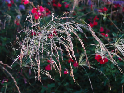 Oryzopsis miliacea - medium image 2