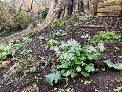 Pachyphragma macrophyllum - medium image 2