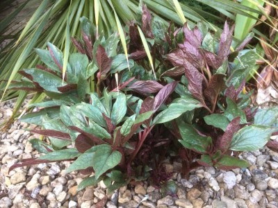 Paeonia cambessedesii AGM - medium image 2