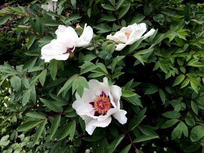 Paeonia rockii - medium image 2
