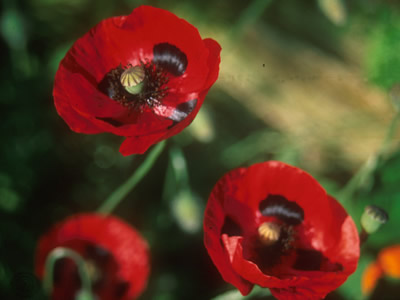 Papaver commutatum - medium image 2