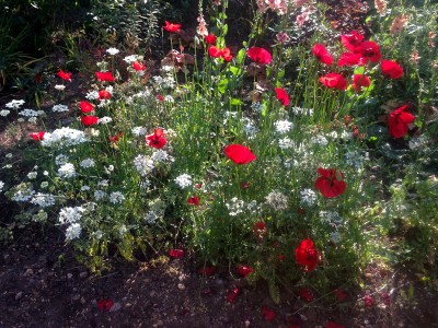 Papaver 'Paradise' - medium image 2