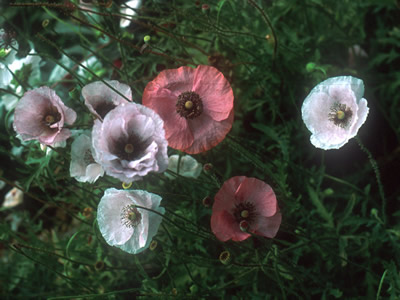 Papaver rhoeas 'Mother of Pearl' - medium image 2