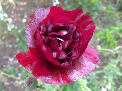 Papaver rhoeas 'Pandora' - medium image 2