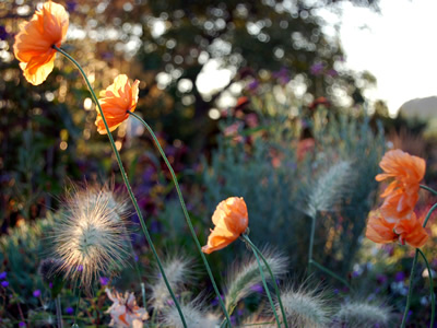 Papaver rupifragum - medium image 2