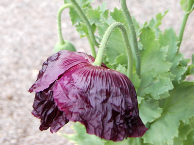 Papaver somniferum 'Laurens Grape' - medium image 2
