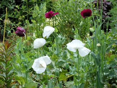 Papaver somniferum single white - medium image 2