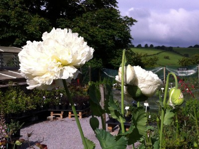 Papaver somniferum 'White Cloud' - medium image 2