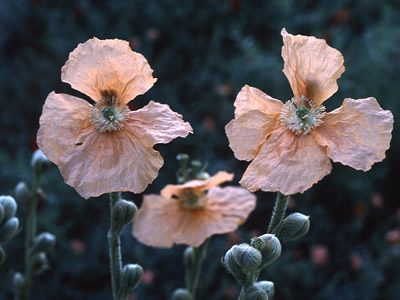Papaver spicatum - medium image 2